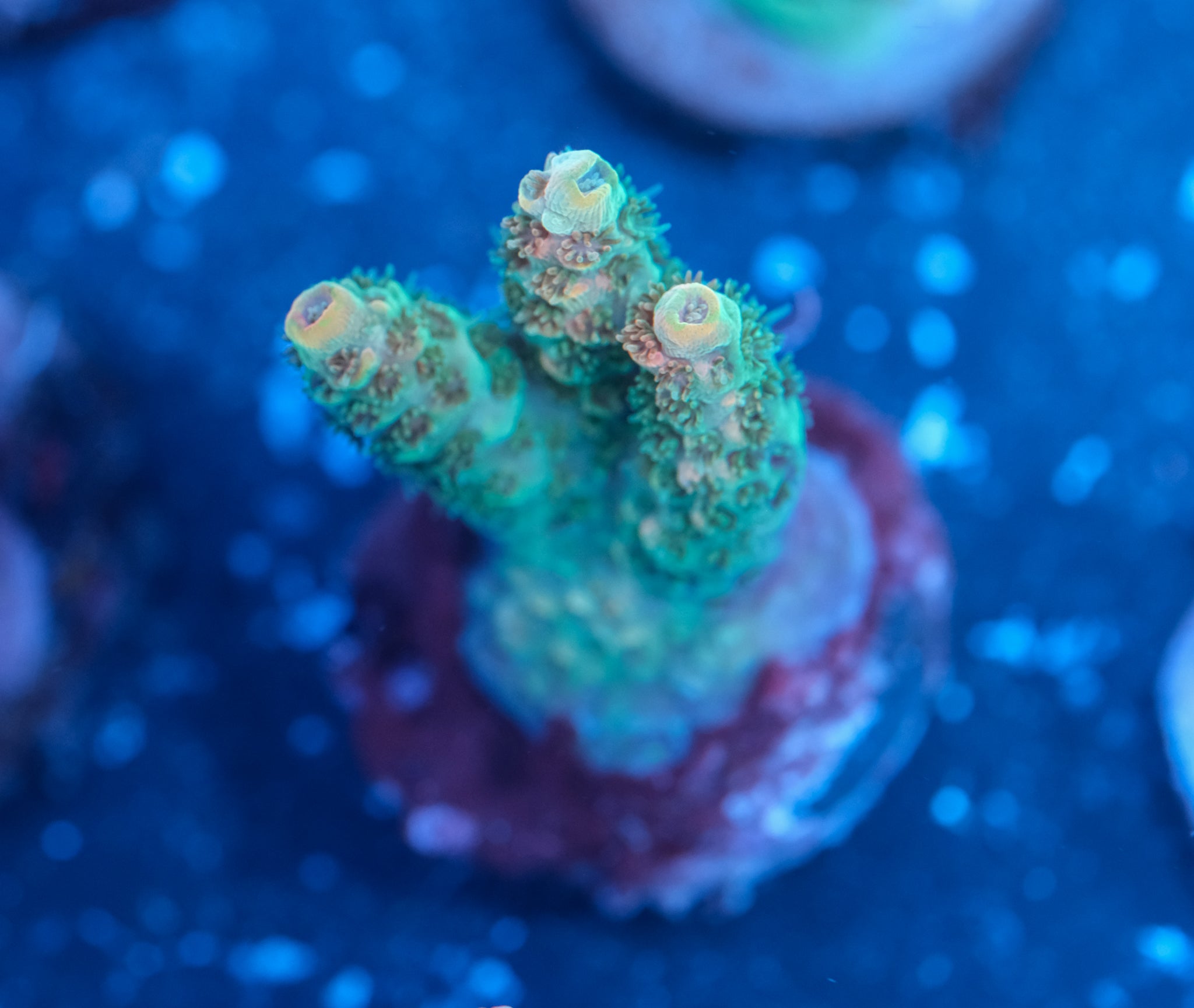 TSA Bill Murray Acropora