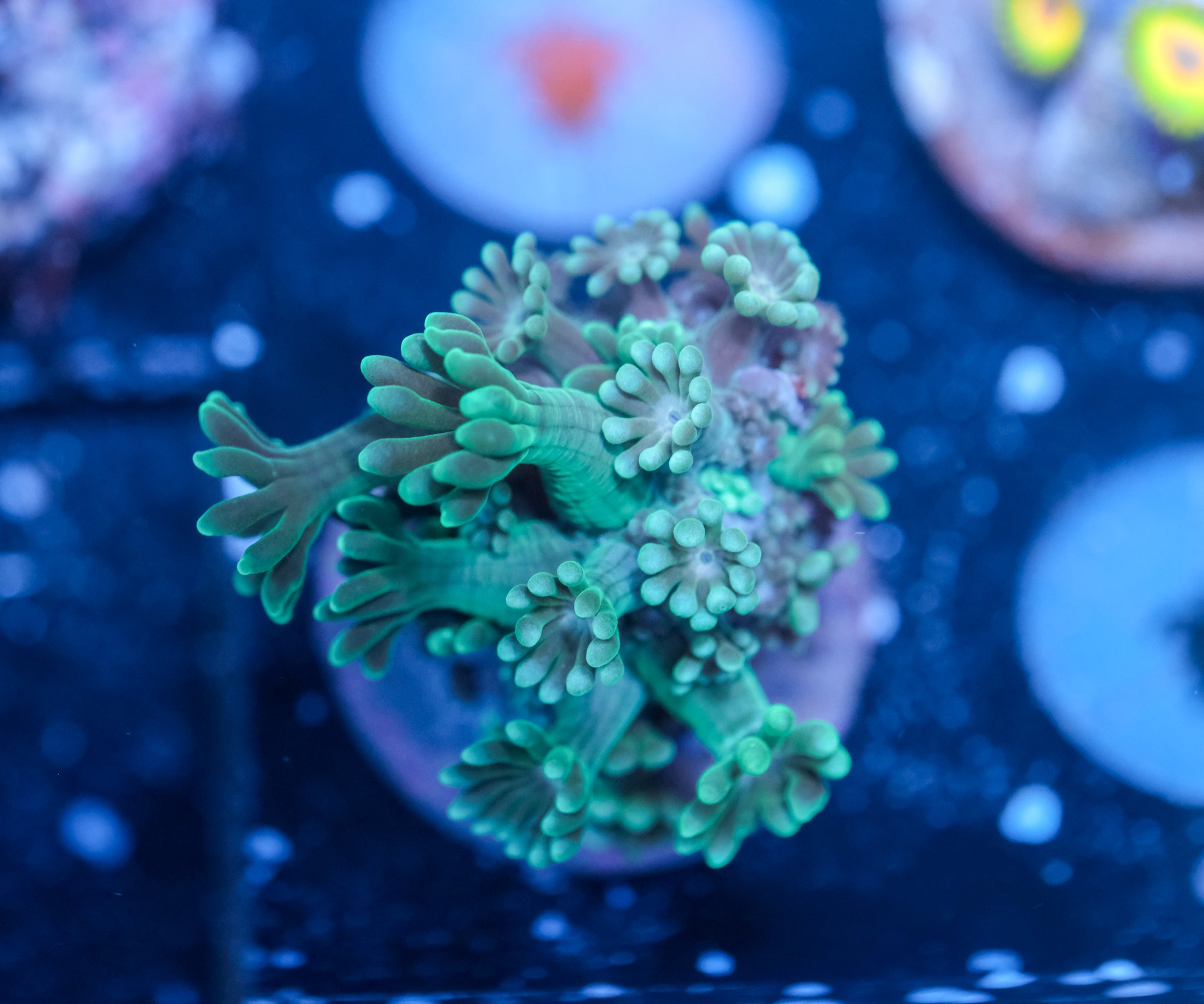 Green Daisy Goniopora