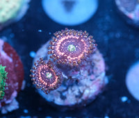 Pink Zipper Zoa