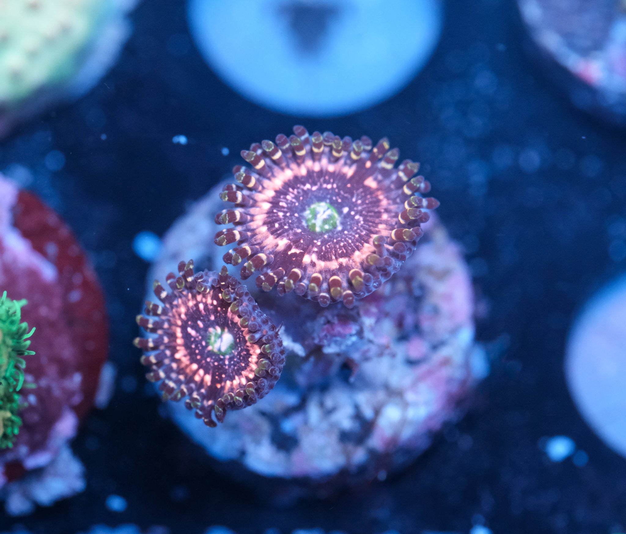 Pink Zipper Zoa