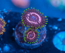 Taser Zoa
