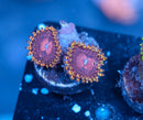 Aphrodite Zoa