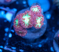 TSA Merlot Merletti Blastomussa Coral