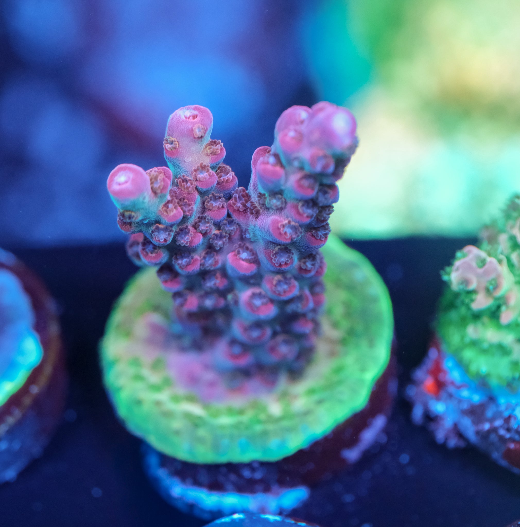 TSA Red Robin Acropora