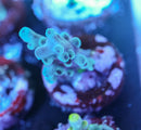 Oregon Blue Tort Acro