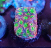 JF Dayglo Favites