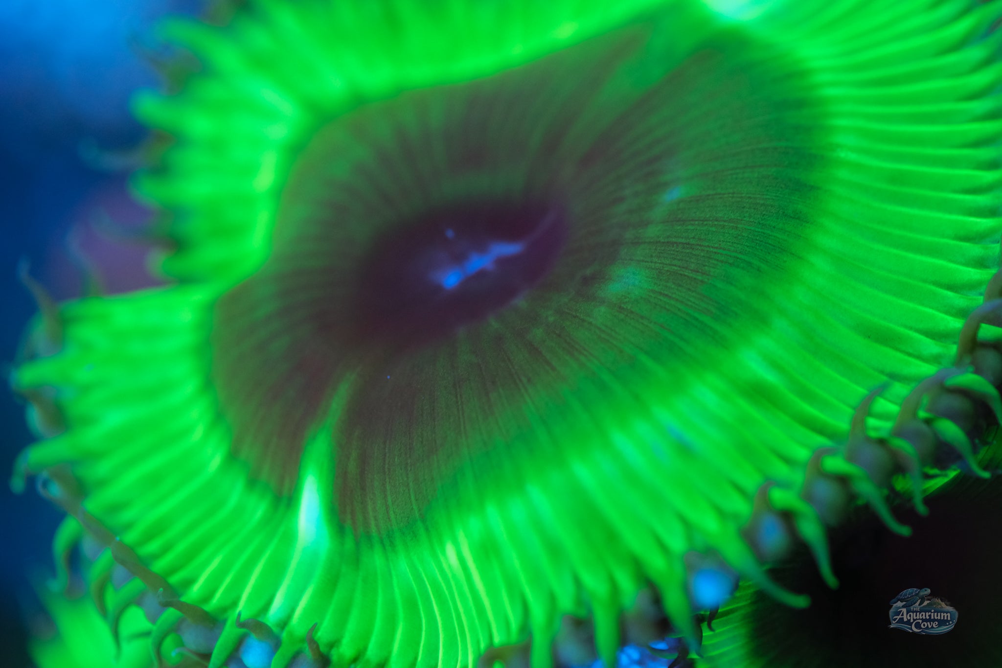 Palythoa Grandis