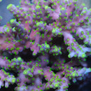 ARC Proximo Acropora