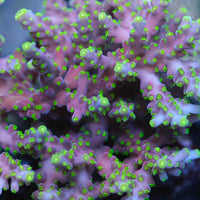 ARC Proximo Acropora