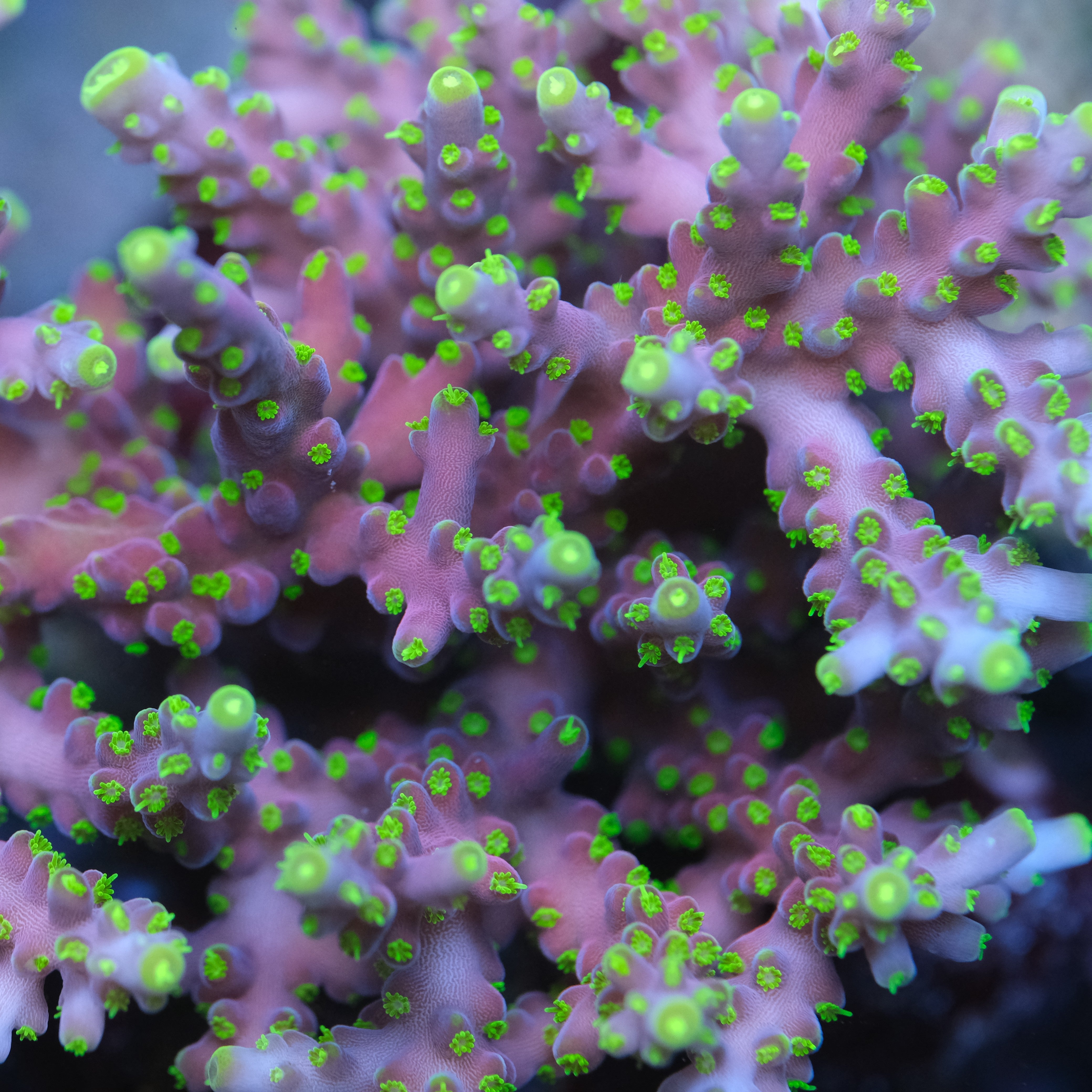 ARC Proximo Acropora
