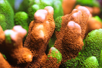 WWC Contraband Grafted Montipora Digitata