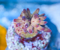 Tusi's Rainbow Granulosa