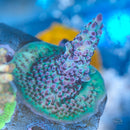 Poto Enigma Acropora