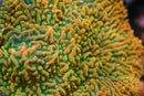 JF Vino Montipora