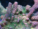 RRC Man of Steel Acropora