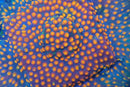 Monet Madness Cyphastrea