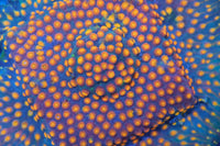 Monet Madness Cyphastrea
