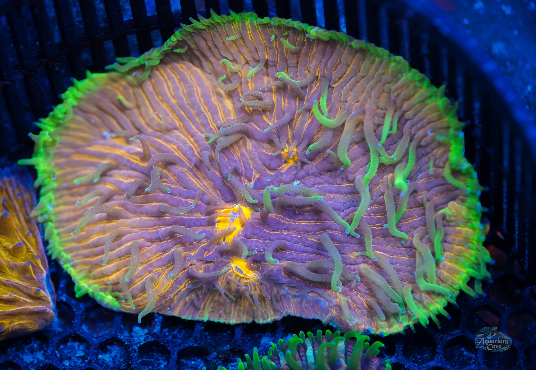 Orange Glo Plate