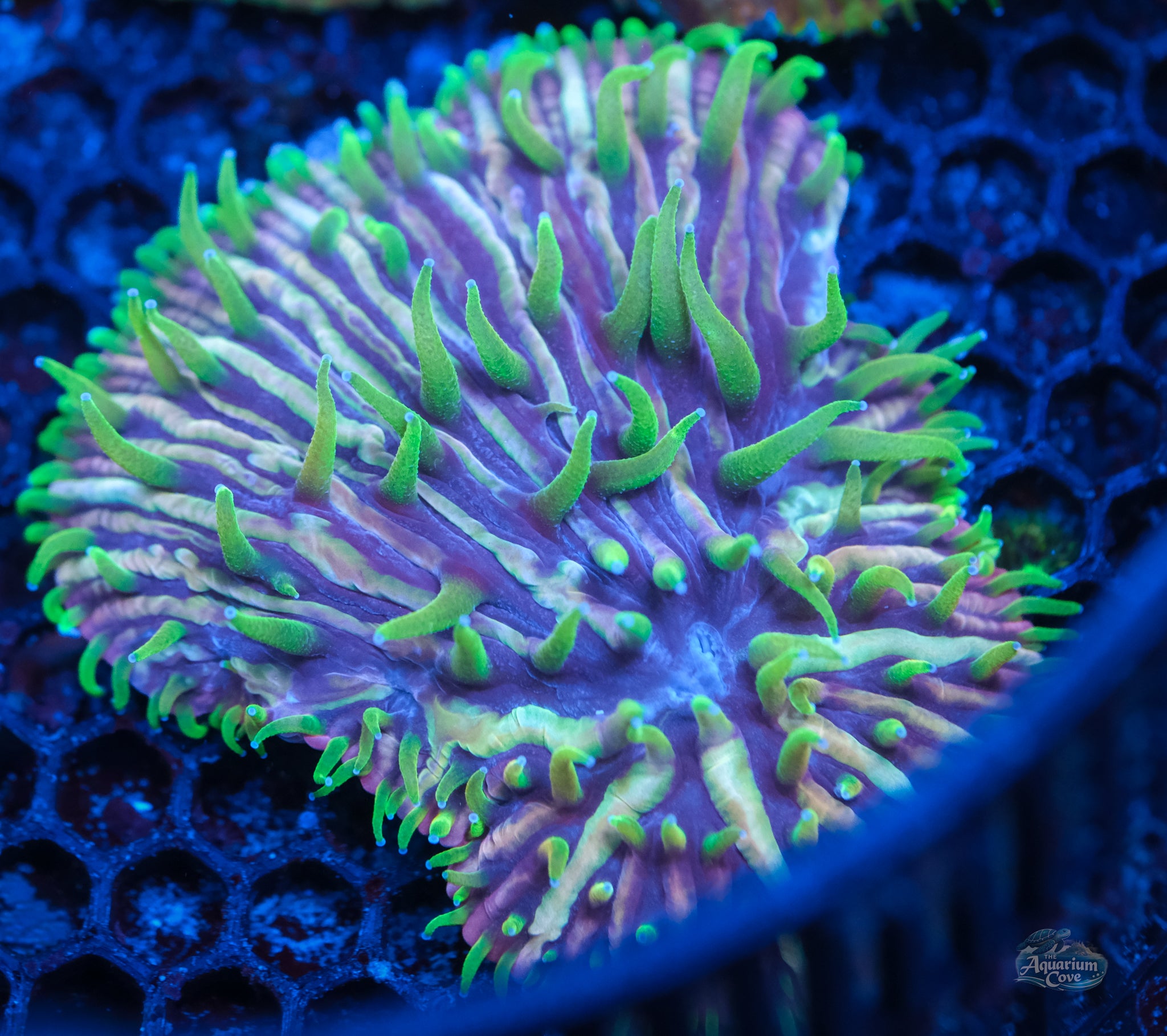 Electric Fringe Diaseris Plate
