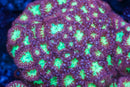 TSA Merlot Merletti Blastomussa Coral