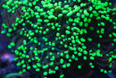 Nuclear Green Hammer