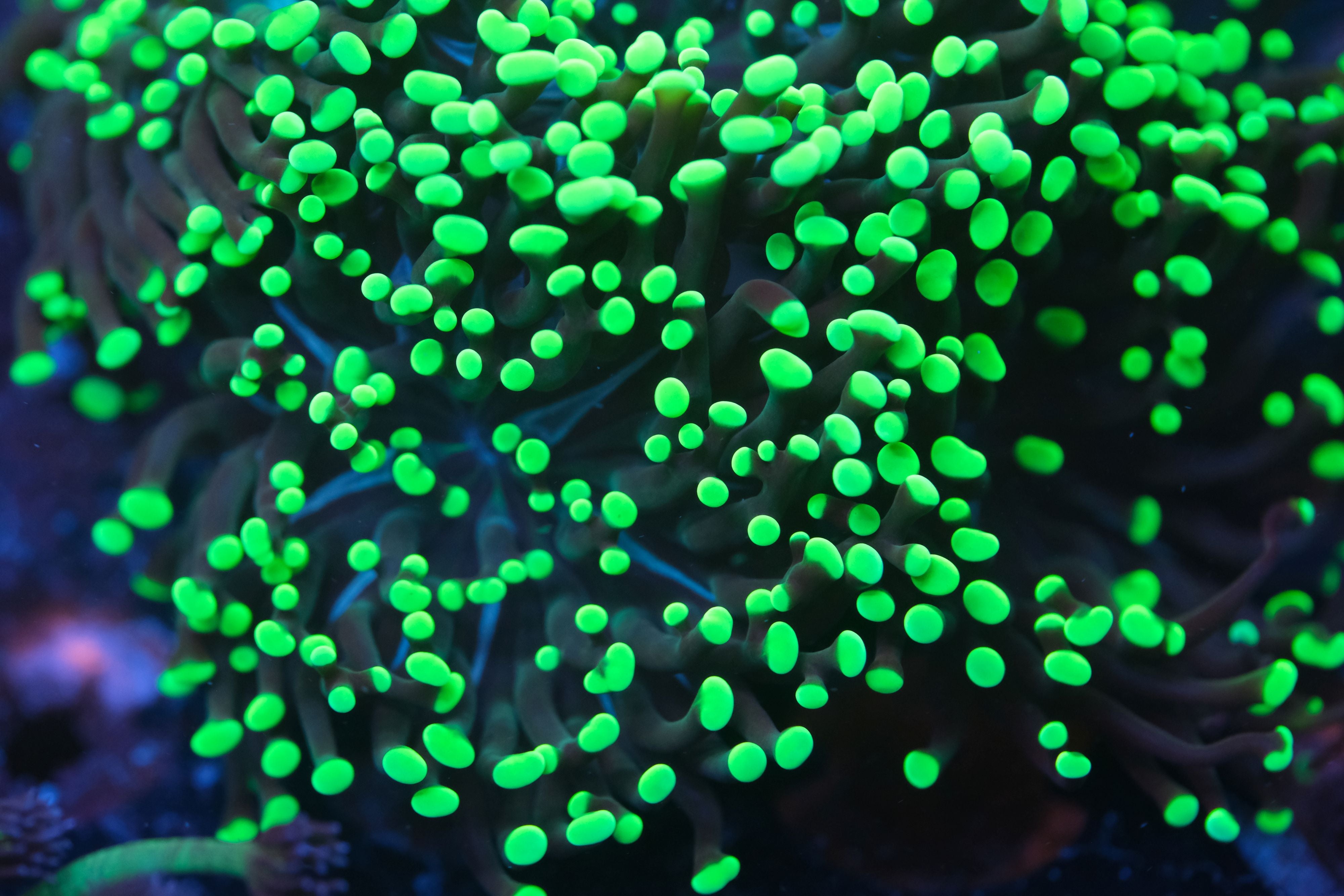 Nuclear Green Hammer