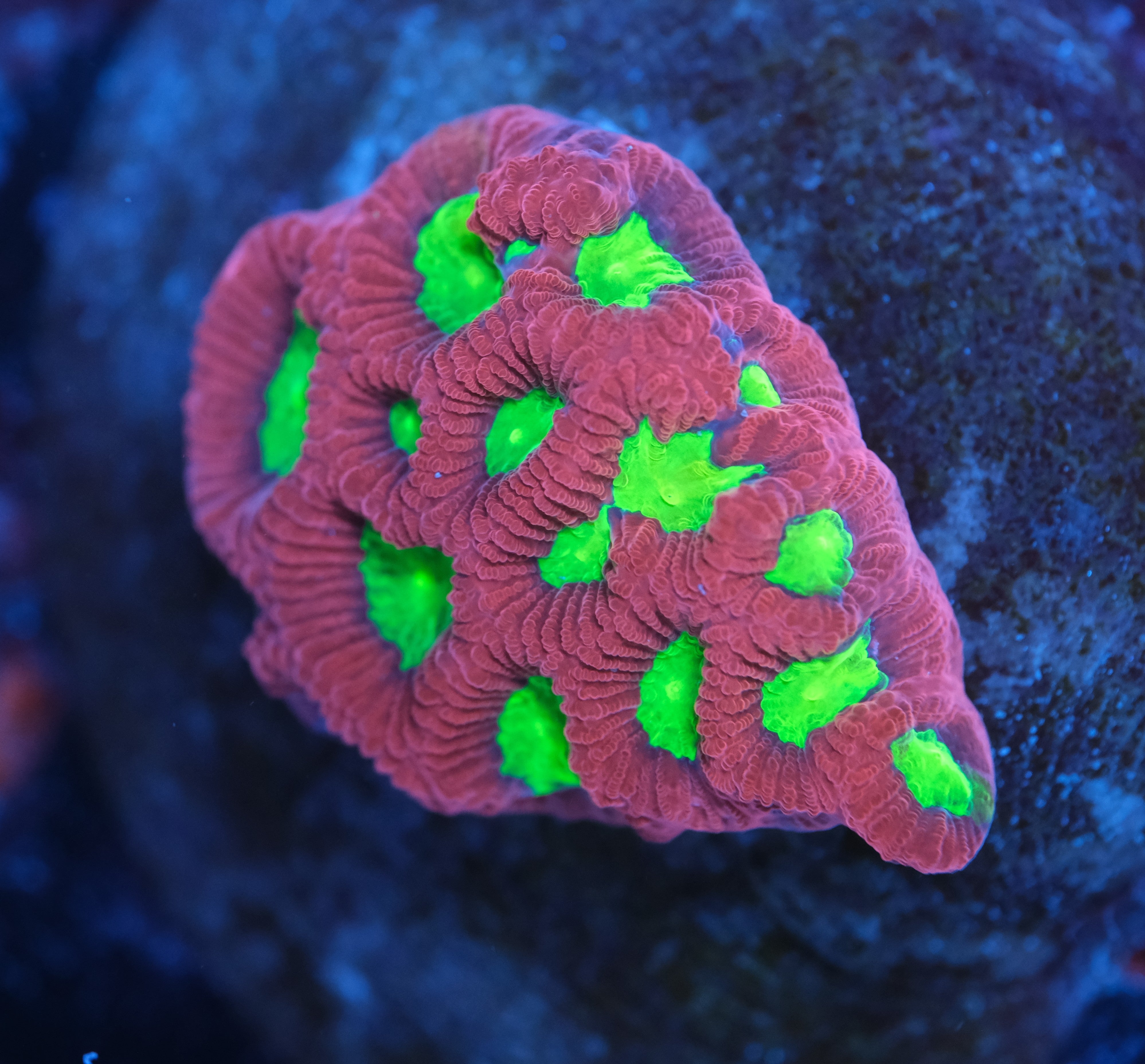 CC Wild Cherry Favia