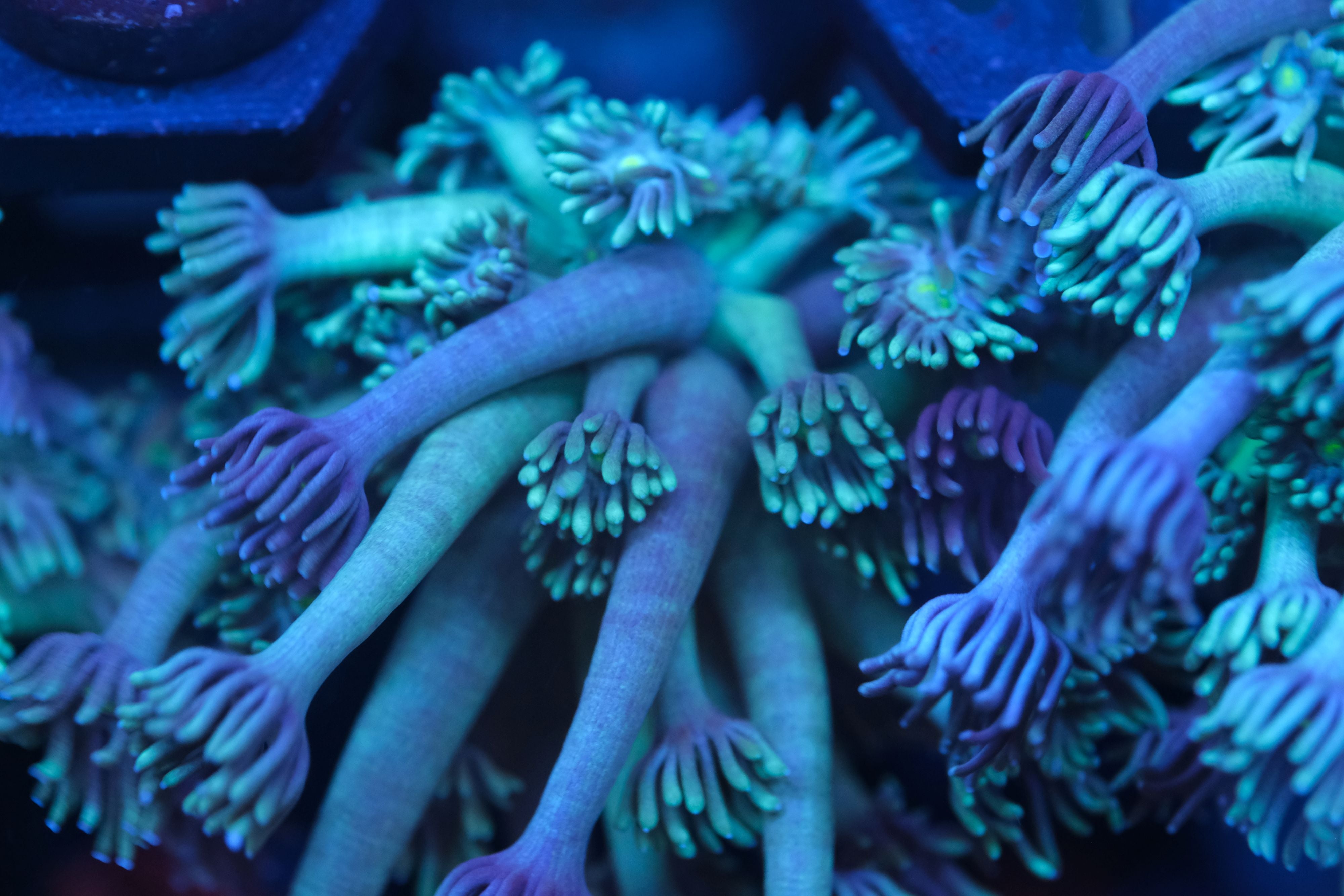 Frozen Lilac Goniopora