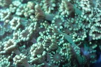 Shamrock Alveopora