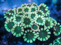 Snow White Alveopora