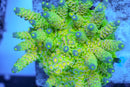 Walt Disney Acropora