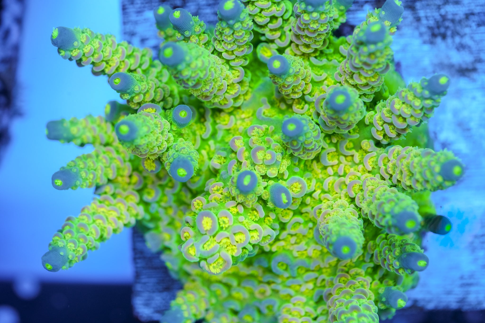 Walt Disney Acropora