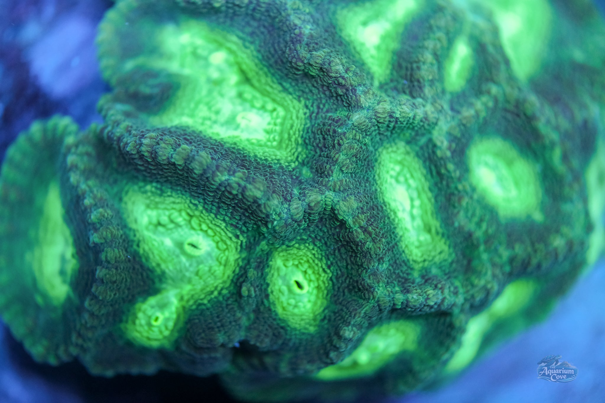 Nuclear Green Moselaya Latistellata