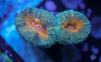AC Sunkist Branching Lobophyllia