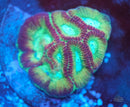 WWC Fantasmo Favia