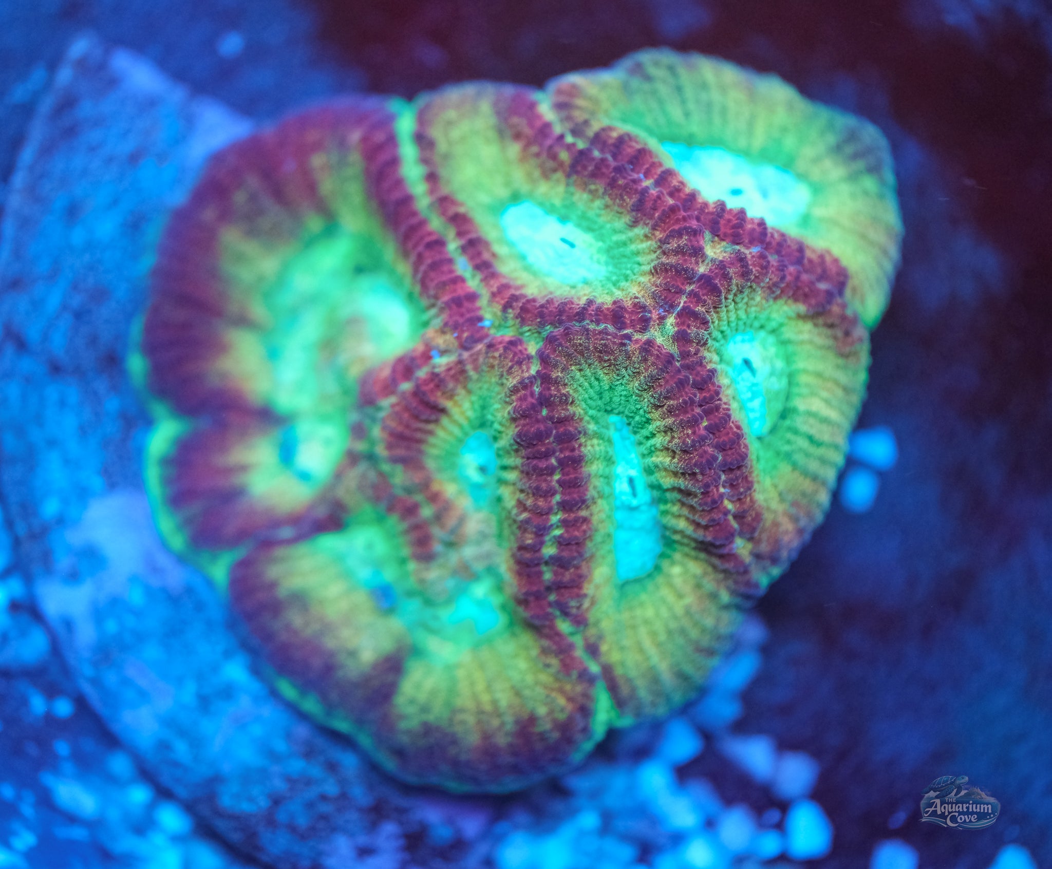 WWC Fantasmo Favia