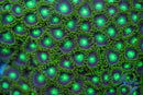 Dragon Eye Zoanthid
