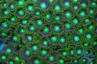 Dragon Eye Zoanthid