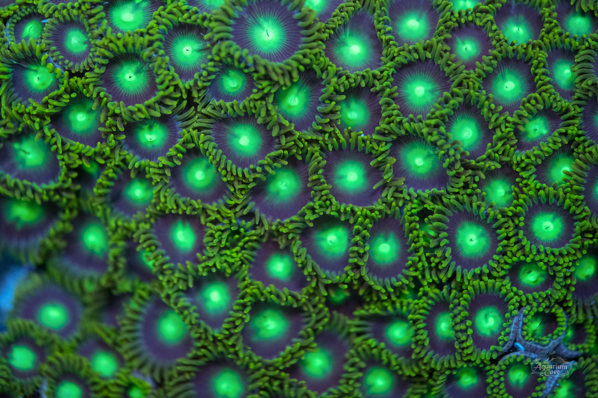 Dragon Eye Zoanthid
