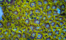 Purple Hornet Zoanthid