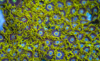 Purple Hornet Zoanthid