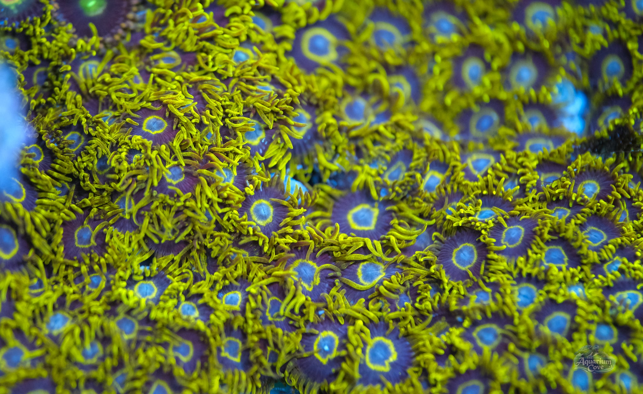 Purple Hornet Zoanthid
