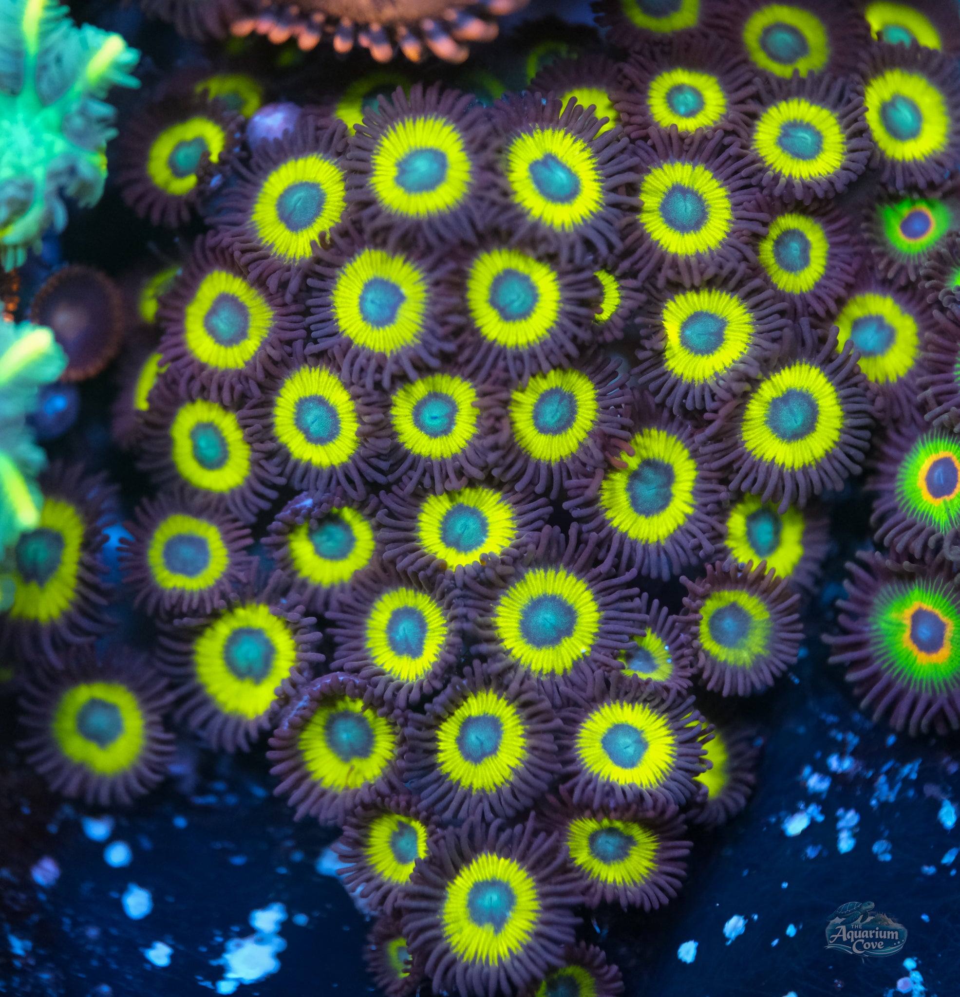Belladonna Zoanthid