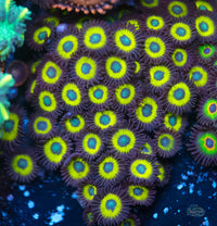 Belladonna Zoanthid