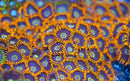 Rainbow Hornet Zoanthid