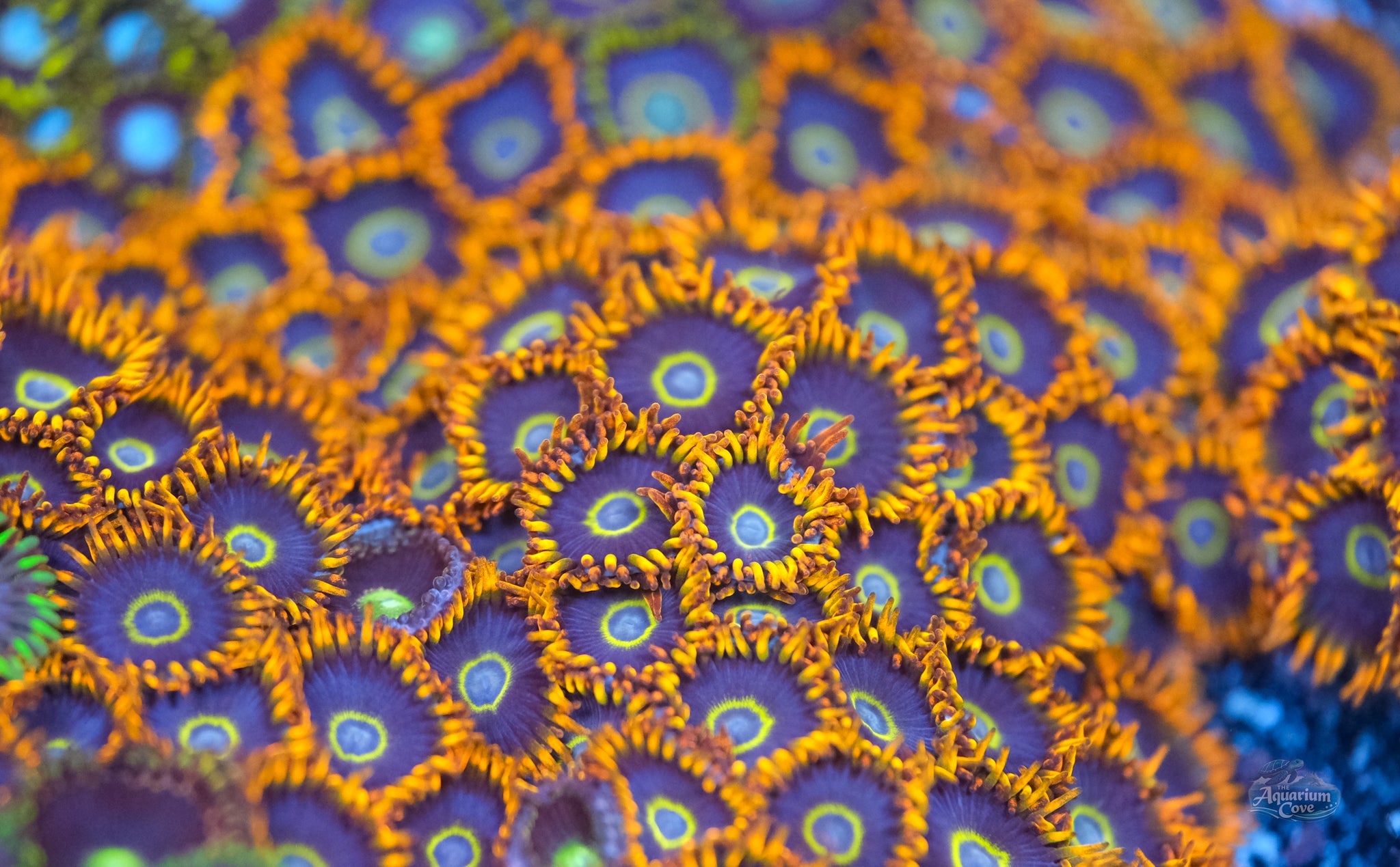 Rainbow Hornet Zoanthid