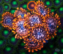 Utter Chaos Zoanthid