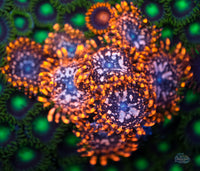 Utter Chaos Zoanthid