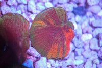WWC Diablo Diaseris Plate Coral