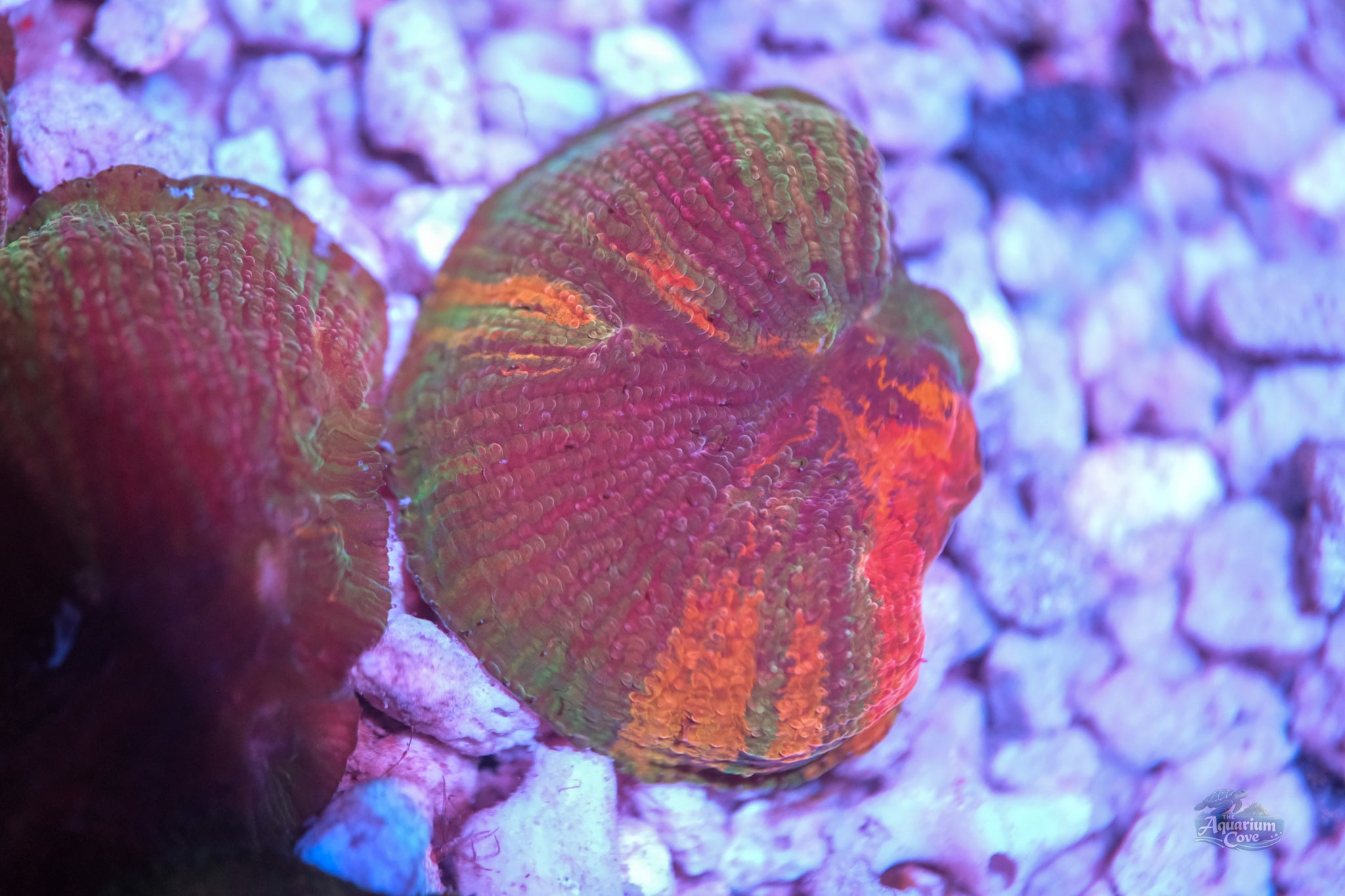 WWC Diablo Diaseris Plate Coral